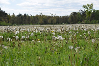 Scenic view of field against sky