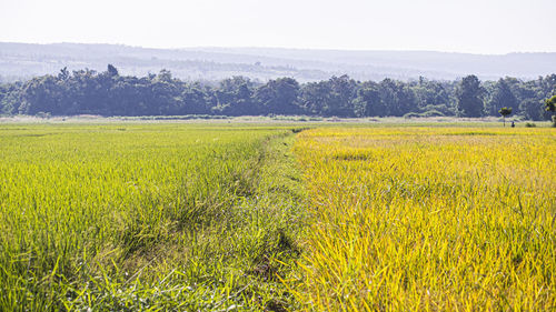 Scenic view of field against sky