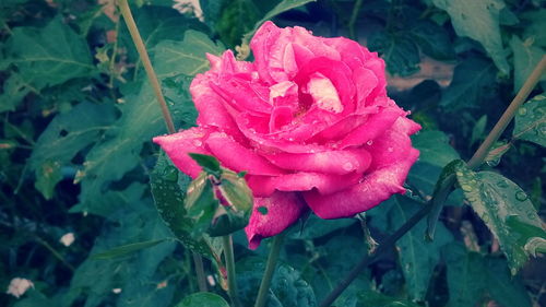 Close-up of pink rose