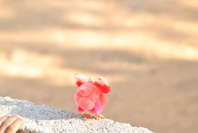 Close-up of red flower against blurred background