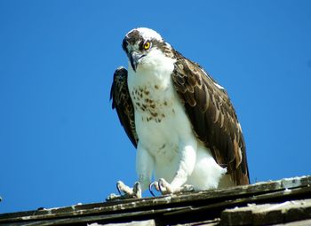 Low angle view of eagle perching against clear blue sky