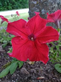 Close-up of red flower