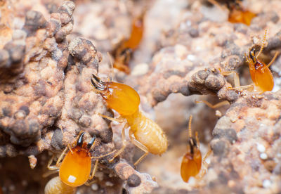 Close up of termites