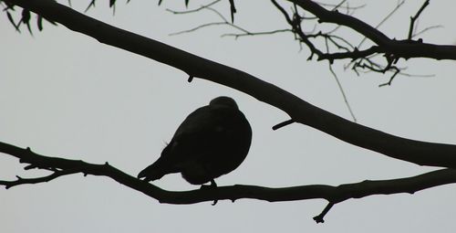 Low angle view of birds perching on tree