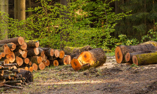 Stack of logs against trees