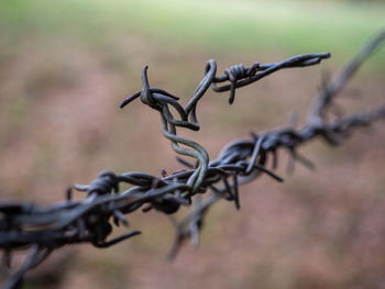 Close-up of barbed wire