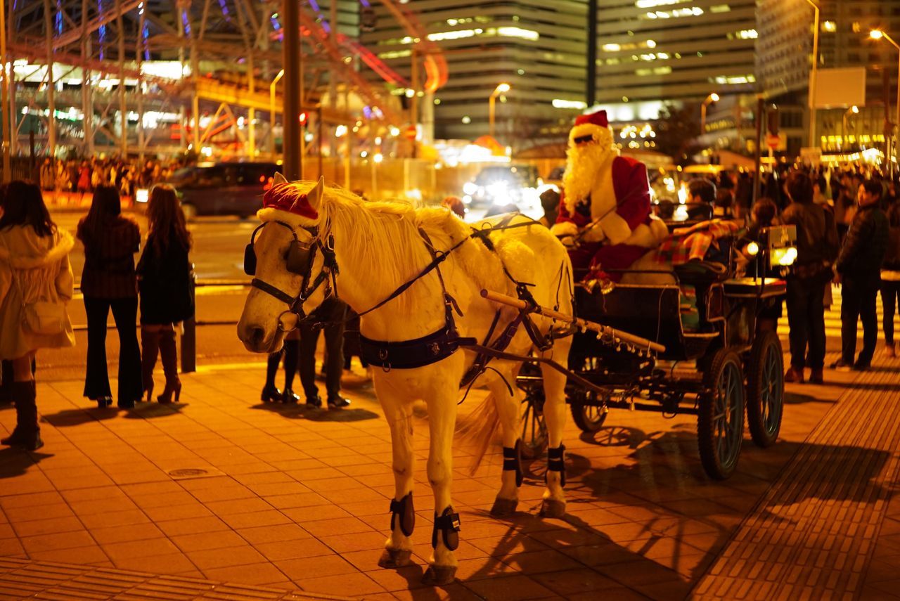 horse, city, horse cart, horsedrawn, mammal, working animal, illuminated, domestic animals, animal themes, people, night, adults only, adult, outdoors