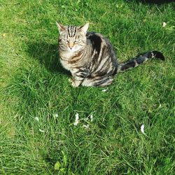 High angle portrait of cat on grass