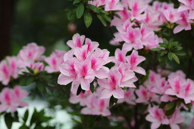 Close-up of pink flowering plants