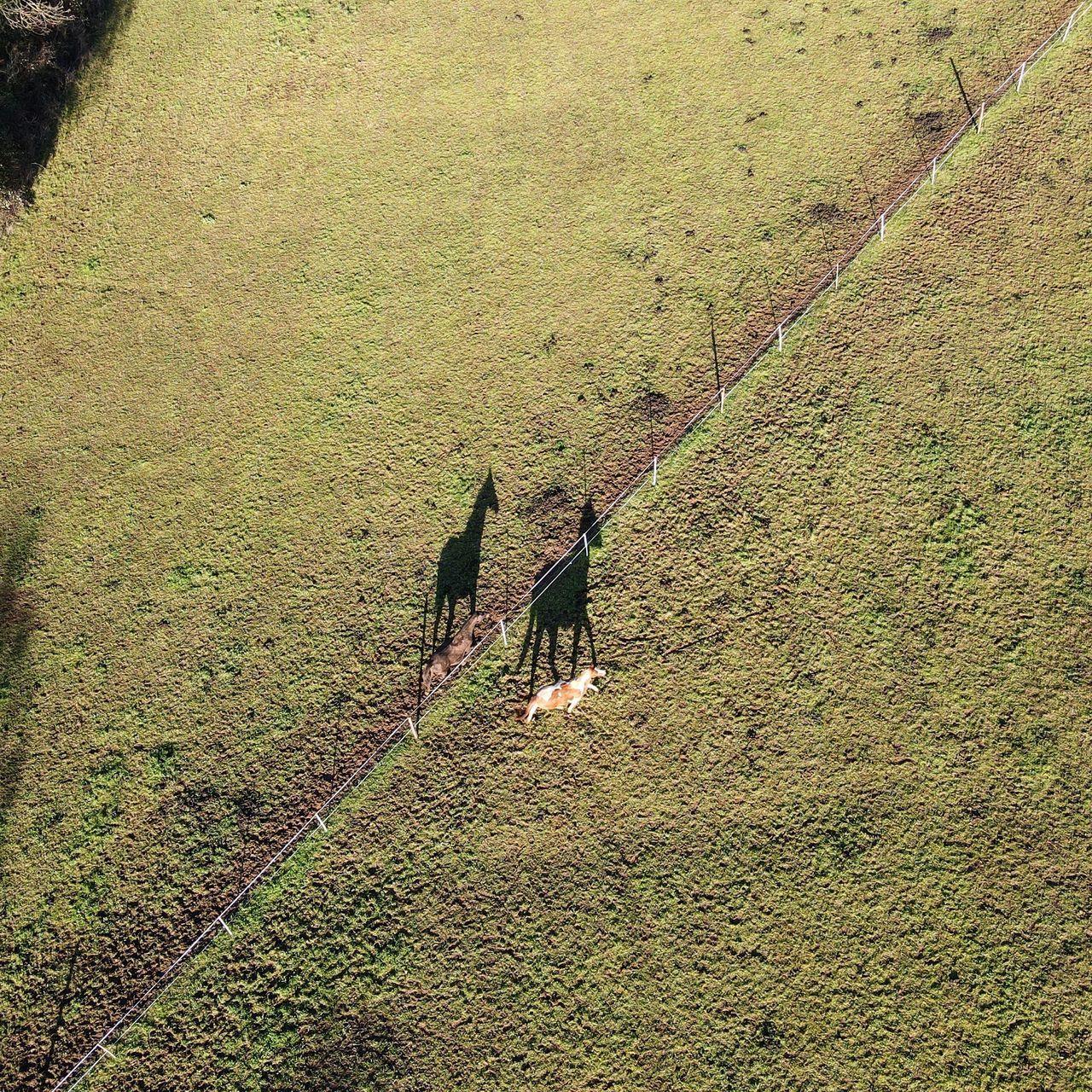 HIGH ANGLE VIEW OF LIZARD ON GRASS