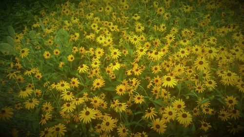 High angle view of yellow flowers blooming on field