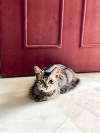 Portrait of cat relaxing on floor