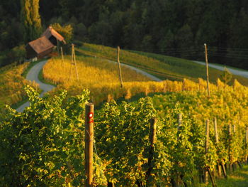 Scenic view of agricultural field