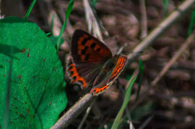 Close-up of butterfly on leaf