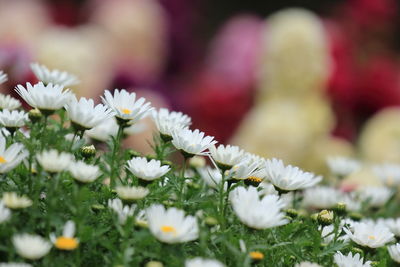 Close-up of white flowers blooming outdoors