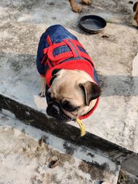 High angle portrait of dog wearing hat