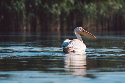 Pelicans on a lake