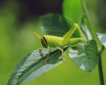 Close-up of insect on leaves