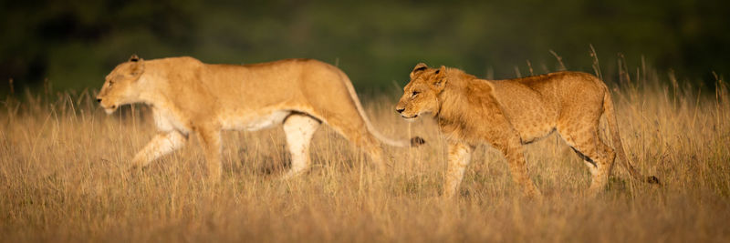 Panorama of lion and lioness walking side-by-side