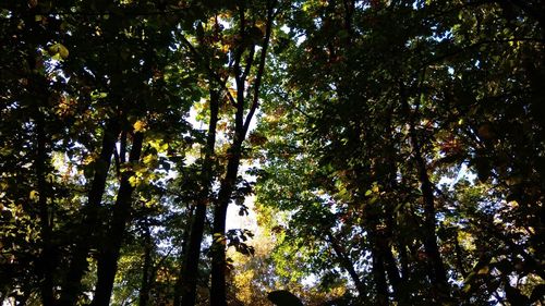 Low angle view of trees in forest