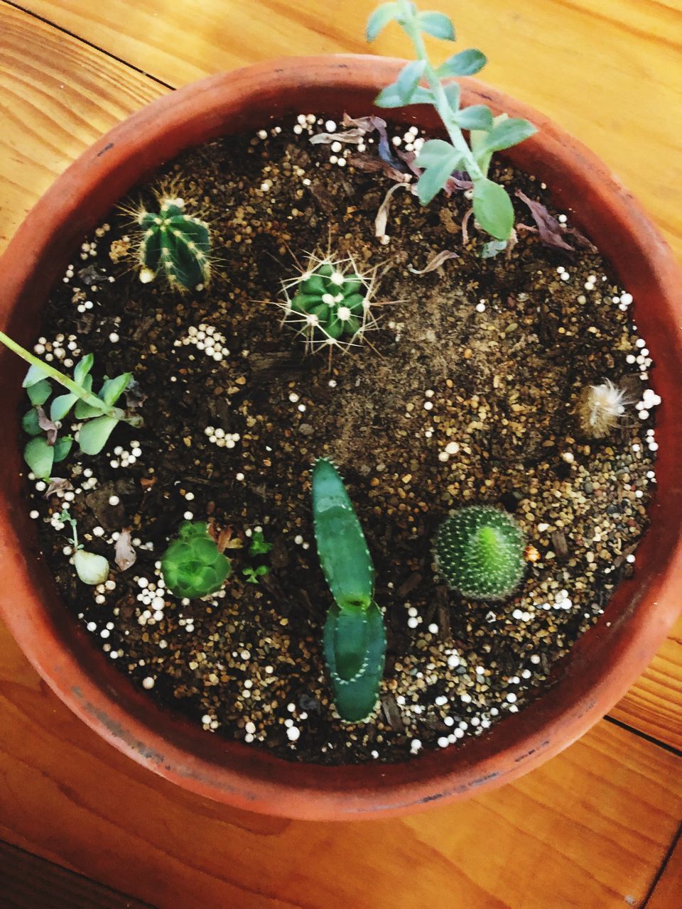 HIGH ANGLE VIEW OF POTTED PLANTS IN BOWL