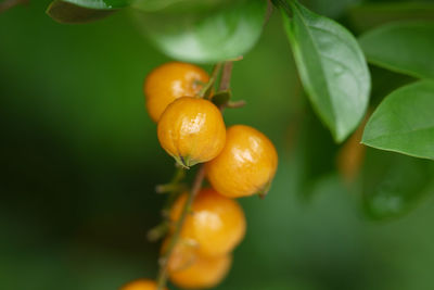 Close-up of orange fruit growing on tree