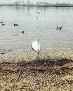 View of swans swimming in lake