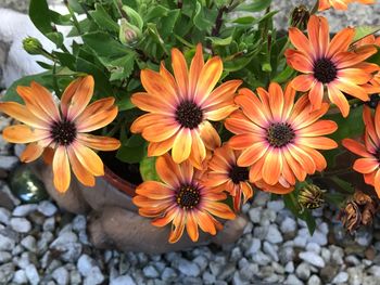 High angle view of flowers blooming outdoors