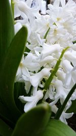 Close-up of white flowers