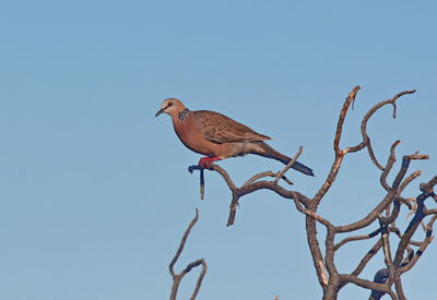 Bird perching on a tree