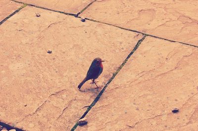 High angle view of bird perching on sand