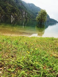 Scenic view of lake and grassy field