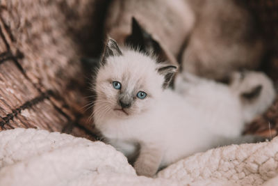 Portrait of white kitten