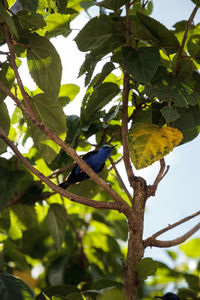 Low angle view of bird perching on tree