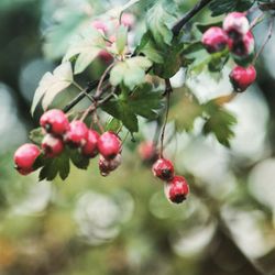 Close-up of red berries on tree