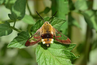 Close-up of butterfly on leaf