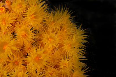 Close-up of yellow flowers in sea