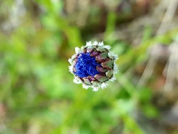Close-up of purple flowering plant