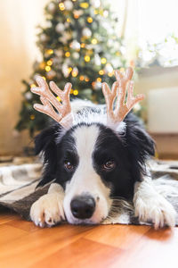 Close-up portrait of a dog