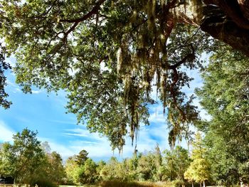 Low angle view of trees against sky