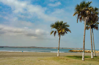 Palm trees on beach against sky