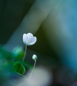 Beautiful white wood sorrel flowers blooming on a forest ground. shallow depth of field. 