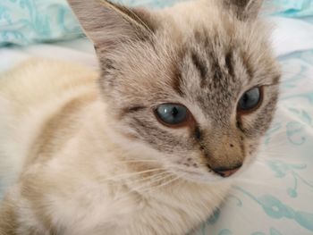 Close-up portrait of cat on bed