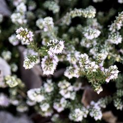 Close-up of flowers blooming outdoors