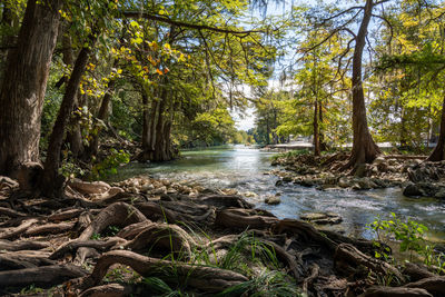 Scenic view of river in forest