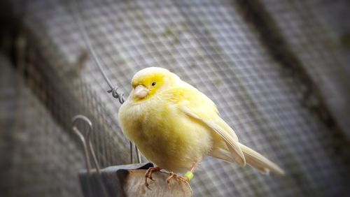 Close-up of bird perching on yellow outdoors