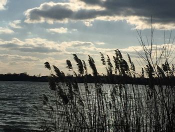 Silhouette of reed growing by lake against sky