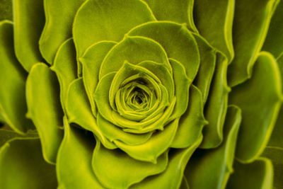 Full frame shot of white rose