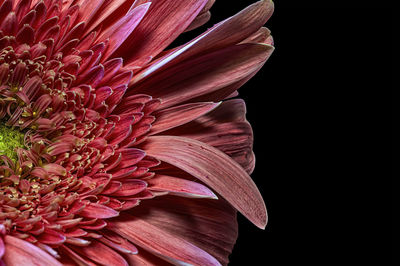 Close-up of pink flower against black background