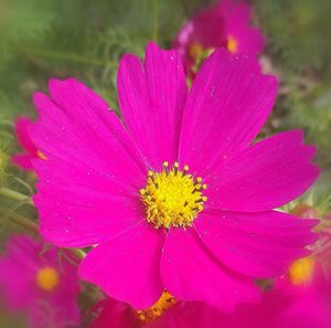 Close-up of pink cosmos flower